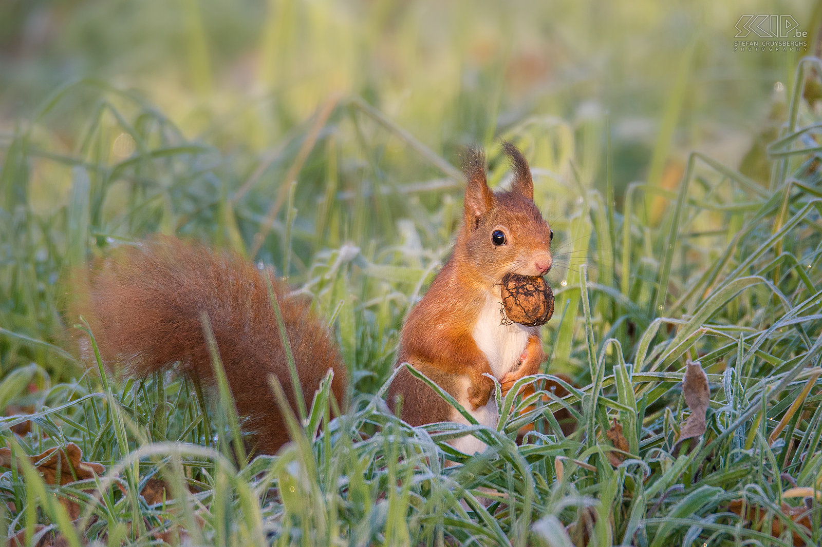 Eekhoorn met walnoot Eekhoorns houden geen winterslaap maar zijn op koude dagen weinig actief en daarom begraven ze in de herfst een hele voorraad voedsel (noten, zaden, kastanjes, …). Verder eten ze ook paddenstoelen, bessen en insecten. In de winter krijgen ze ook schattige oorpluimen. Stefan Cruysberghs